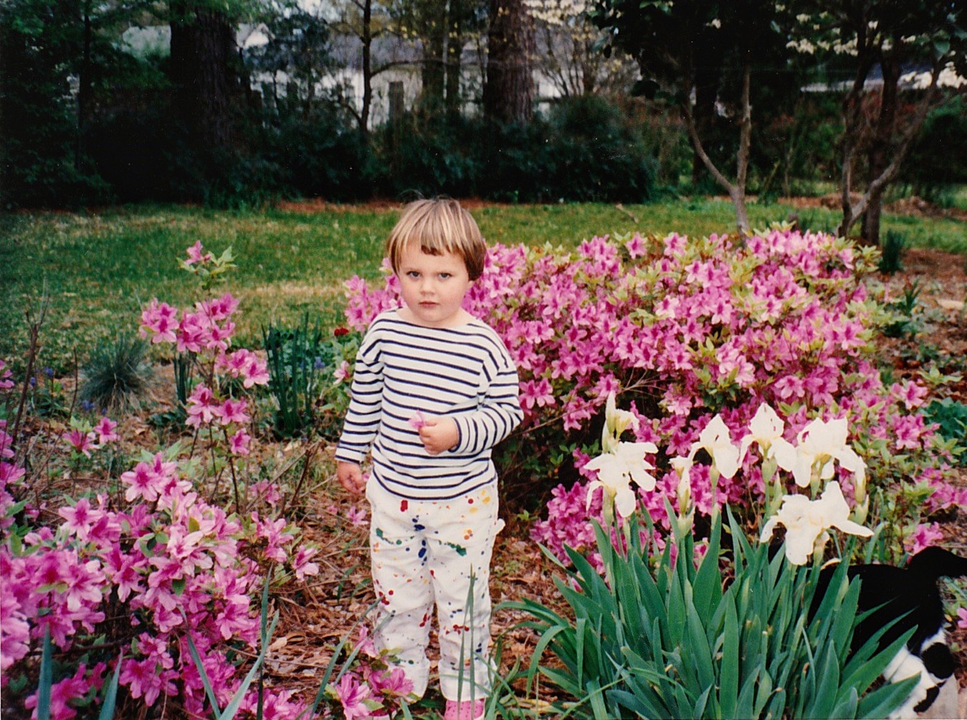 A young girl in a striped shirt standing among vivid pink azalea blooms with a cat just barely visible at her feet.